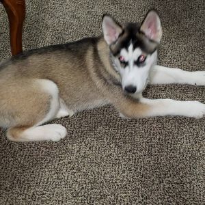 Meet your Posher, Roy